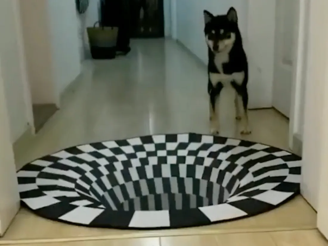 Une illusion d'optique perturbe ce chien